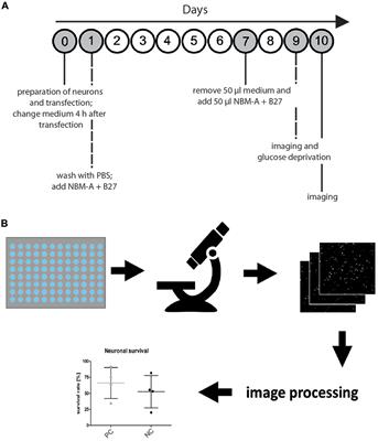 Investigating Gene Function for Neuronal Survival After Metabolic Stress Using Semi-Automated Fluorescence Microscopy and Automated Image Analysis